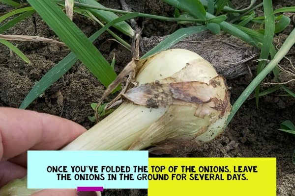 Kraken onion вход