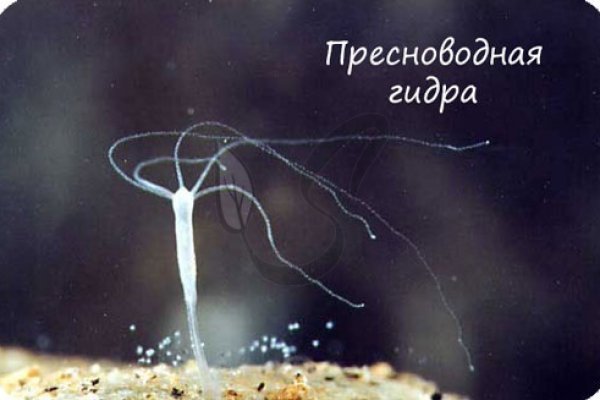 Кракен дарксайд