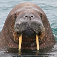 Сайт kraken darknet